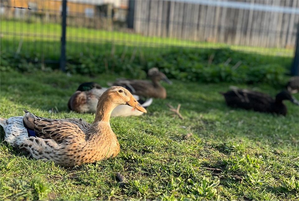 Bruteier (Laufenten/Enten/Erpel) in Echzell 