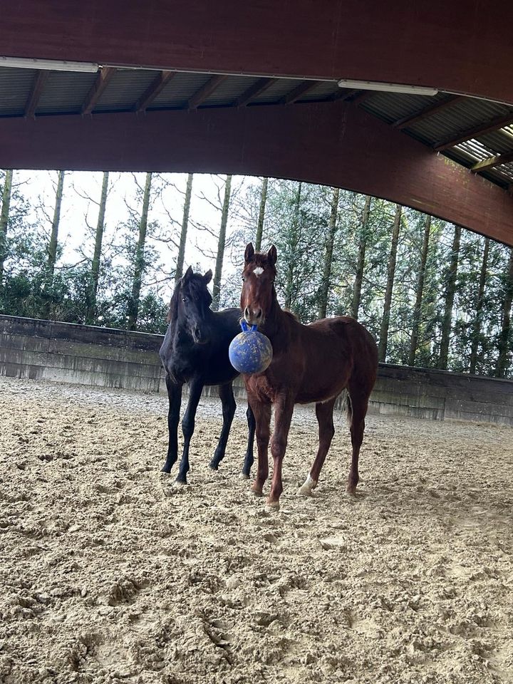 Quarter Horse Jährlingshengst von Best Spook in Ennepetal