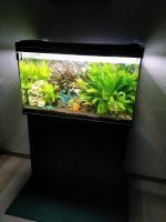 EHEIM-Aquarium Einsteigerkomplettset mit Unterschrank und Zubehör Hessen - Mörfelden-Walldorf Vorschau