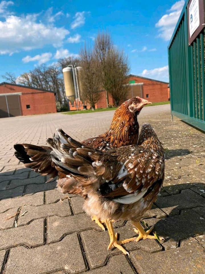 Hühner Junghennen Sussex Grünleger Könisberger Maran Bovan/17,00* in Oldenburg in Holstein