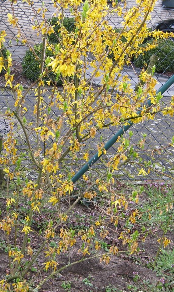 Forsythien (Forsythia) Goldglöckchen Strauch Frühjahrsblüher in Dorsten