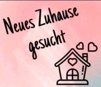 Wohnung /Haus Hessen - Bischofsheim Vorschau