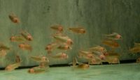 Dreieckspanzerwels Corydoras eques "REAL" Brandenburg - Hoppegarten Vorschau