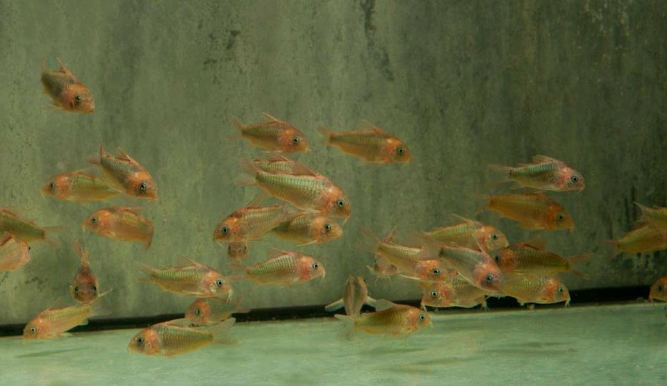 Dreieckspanzerwels Corydoras eques "REAL" in Hoppegarten