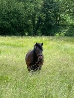 Reitbeteiligung (Pferd sucht Reiter/in) Hessen - Flieden Vorschau