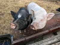 Schweine - Minischweine Niedersachsen - Varel Vorschau