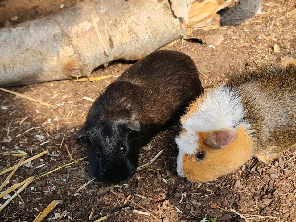 ♡♡♡Besuche auf unserer Meerschweinchen Farm♡♡♡ in Erftstadt