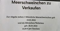 Meerschweinchen zu Verkaufen Thüringen - Sondershausen Vorschau