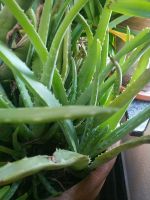 Aloe Vera Ableger Nordrhein-Westfalen - Düren Vorschau