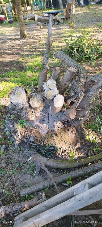 Akazienwurzeln, Holz, Brennholz in Bexbach