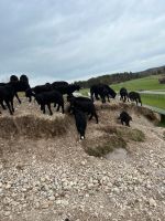 Lämmer Auen und Böcke Bayern - Sindelsdorf Vorschau