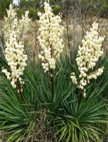 Yucca Palmlilie Nordrhein-Westfalen - Leverkusen Vorschau