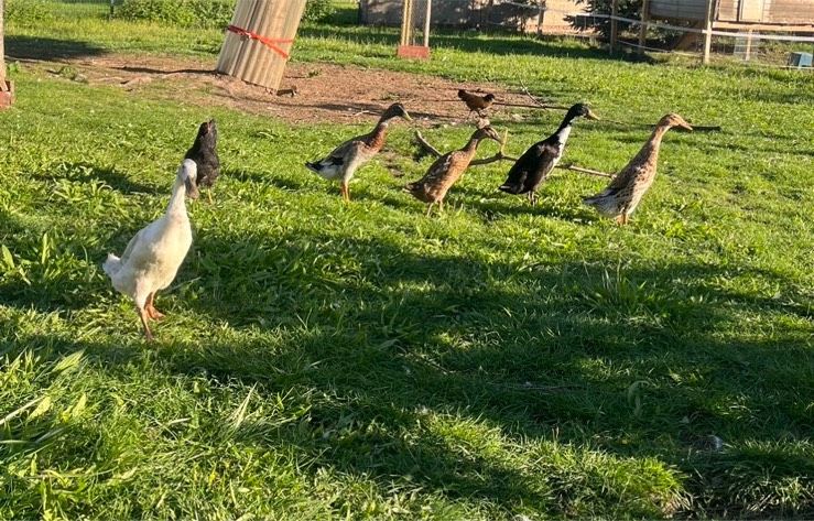 Bruteier (Laufenten/Enten/Erpel) in Echzell 