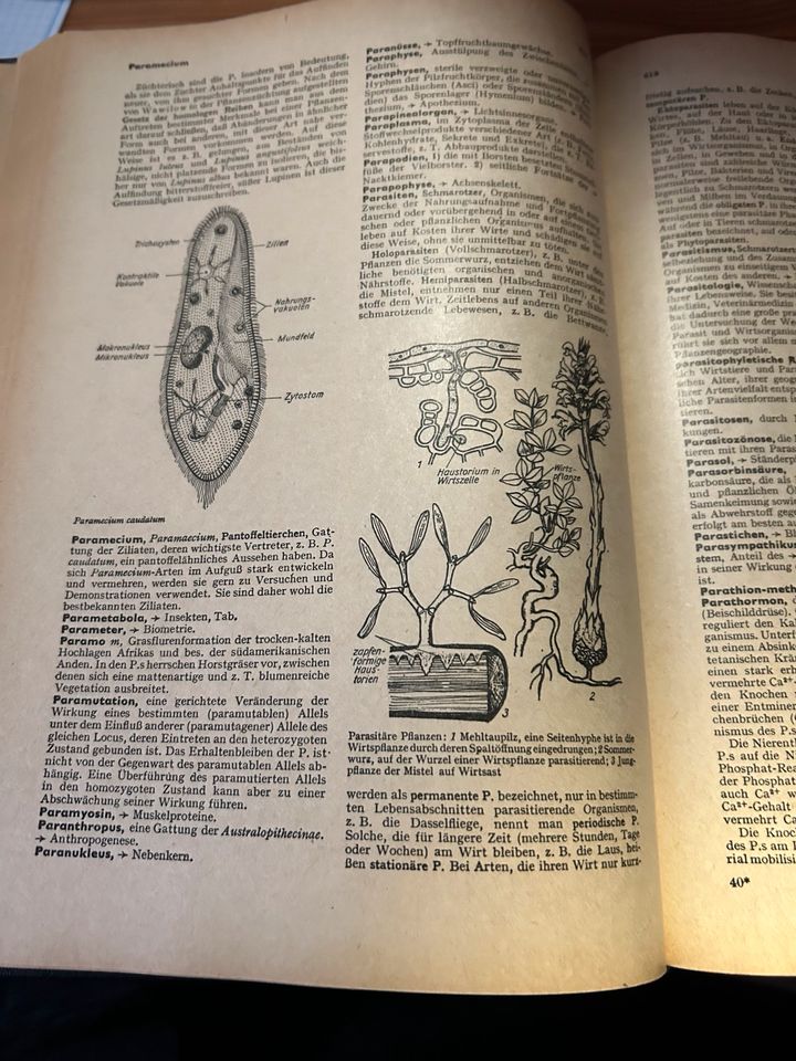 Biologie Band 1&2 Von Brockhaus in Stadland