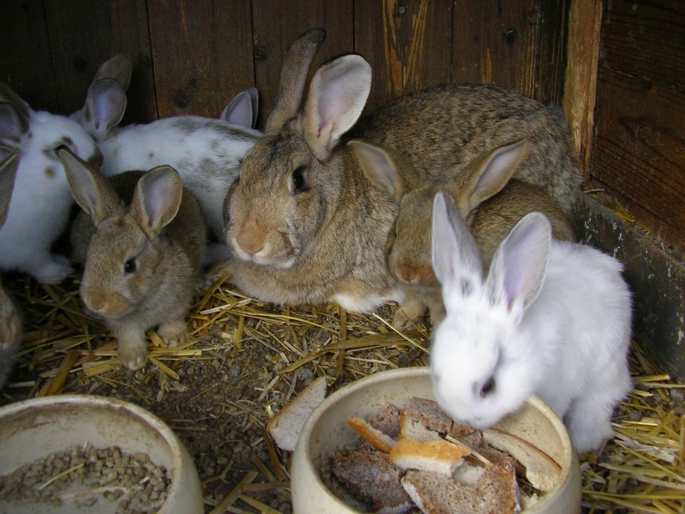 Kaninchen Riesenmix in Gyhum