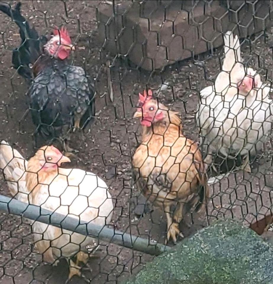 Serama Ayam Eier in Solingen