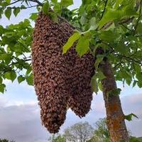 Bienenschwarm  Bienen Nordrhein-Westfalen - Remscheid Vorschau
