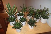 Zimmerpflanze Vase Sansevieria Bogenhanf Geldbaum Pflanze Baden-Württemberg - Berglen Vorschau