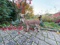 Reh Deko Wild Gartenfigur Tierfigur Rheinland-Pfalz - Waldbreitbach Vorschau