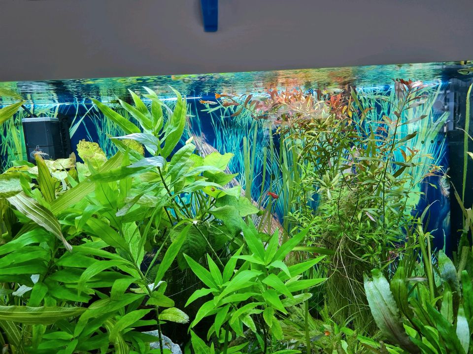 Aquarium komplett mit Unterschrank und Fischen in Bruckmühl