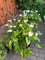 Pflanzen Calla Drachenwurz Blumen Hessen - Wächtersbach Vorschau