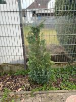 Thuja Lebensbaum klein Hessen - Büttelborn Vorschau