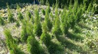 Thuja Smaragd 60 - 160 cm Güstrow - Landkreis - Teterow Vorschau