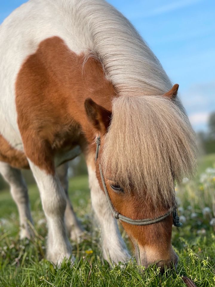 Shettystute, Ponystute , Kinderpony , Zuchtstute in Angermünde