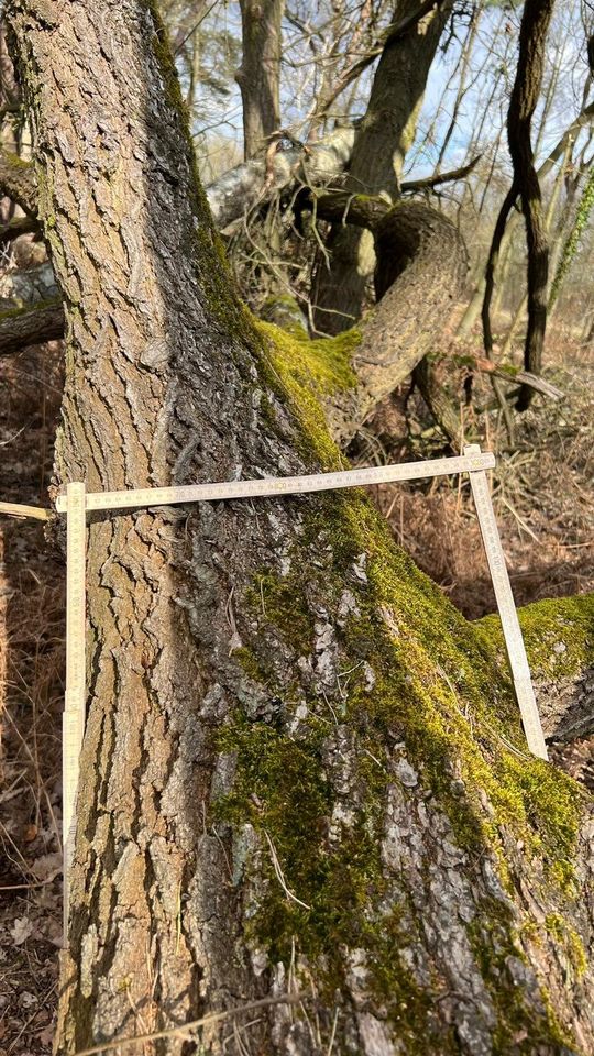 Eichenstamm zu verkaufen, 8 Meter in Klötze