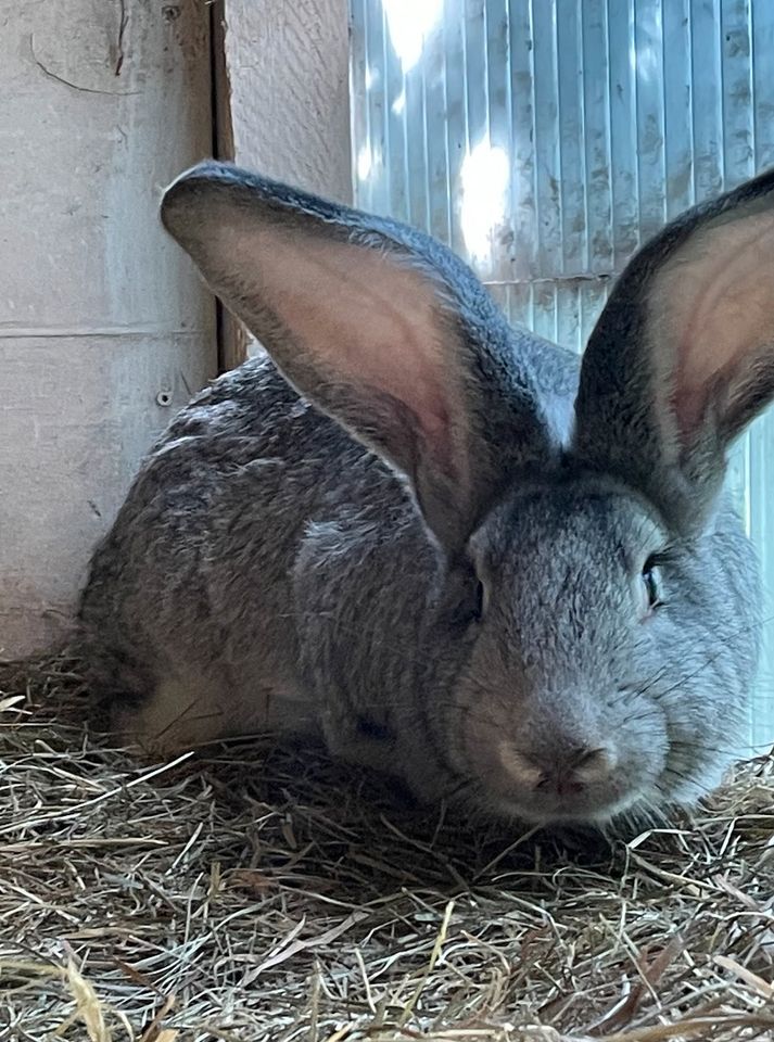 Kaninchen Deutscher Riese in Itzehoe