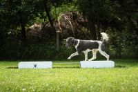 Hängebrücke Agilitygeräte Agility Hundesportgeräte DOGSHOME Bayern - Augsburg Vorschau