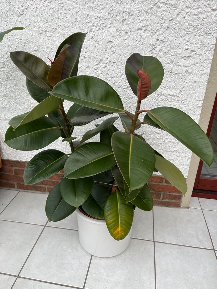 * 3x Set * ca 95cm Gummibaum Zimmerpflanze Indoor Ficus elastica in Berlin