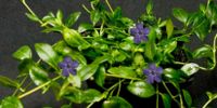 Immergrün blaue Blüten- ein blütenreicher Bodendecker Niedersachsen - Bockenem Vorschau