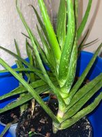 Aloe Vera Pflanzen Hessen - Schwalbach a. Taunus Vorschau