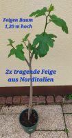 Feigenbaum von 2x tragender Feige aus Norditalien Nordrhein-Westfalen - Pulheim Vorschau
