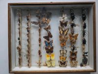 2 Insekten Schaukasten Schaukästen, insects Stuttgart - Vaihingen Vorschau