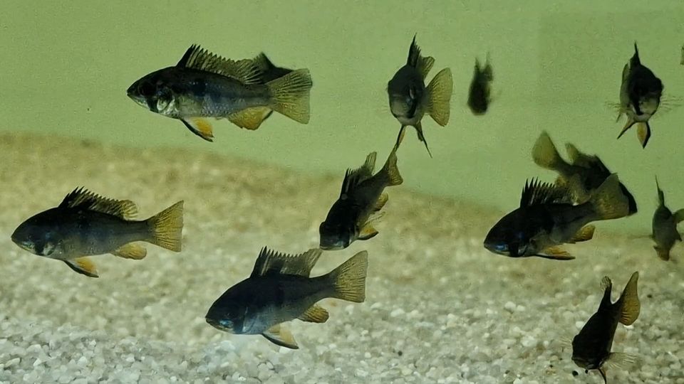 Papiliochromis ramirezi BLACK, Schwarzer Schmetterlingsbuntbarsch in Rügland