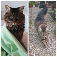 Katze Suki schmerzlich vermisst Niedersachsen - Seevetal Vorschau