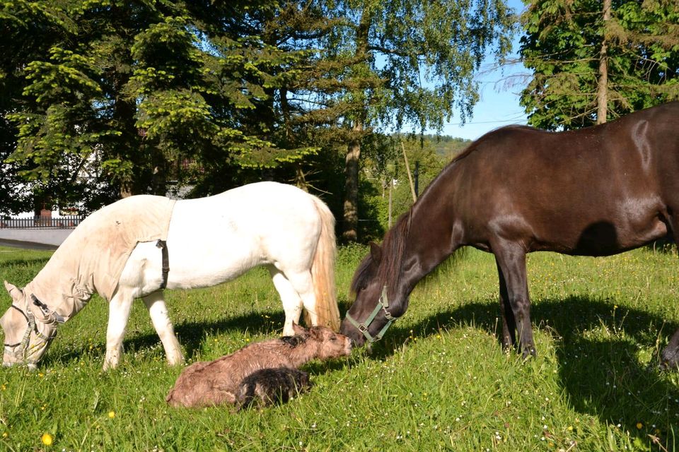 Ferien auf dem Bauernhof in Finnentrop