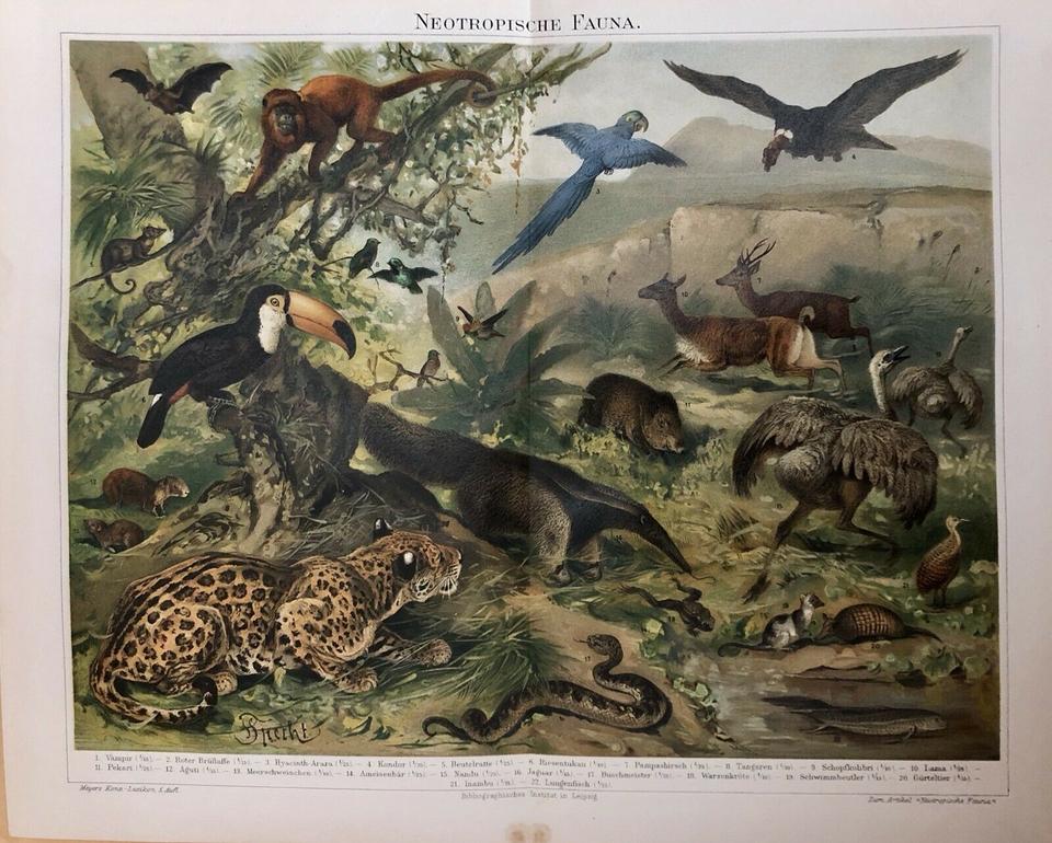 Original Vintage Drucke Bilder Abbildungen Poster von 1880-1900 in Greifswald