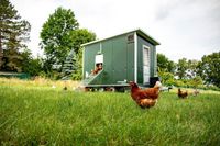 Suche Wiese Acker Grünland Grundstück für  Hühner mobil Niedersachsen - Rühen Vorschau