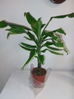 Dracaena etablierte Zimmerpflanze Berlin - Reinickendorf Vorschau