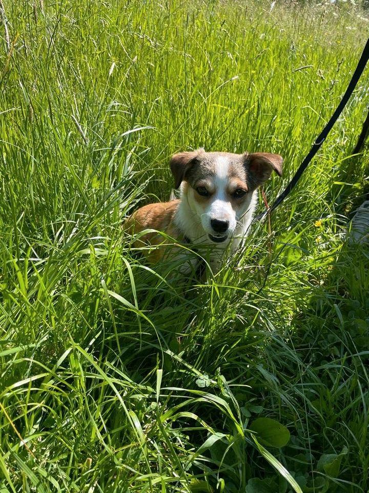 Verschmuste „Nicki“ ❤️ sucht ihr Zuhause! in Bückeburg