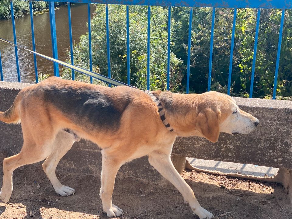 Tierschutz - Rony sucht ein neues Zuhause! in Berlin