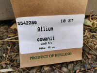 Allium cowanii Neapel-Lauch Blumenzwiebeln 10Stk. Baden-Württemberg - Heilbronn Vorschau