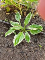 Hosta Funkie, verschiedene Sorten Niedersachsen - Lehrte Vorschau