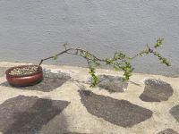 Pre Bonsai Weißdorn Crataegus Bayern - Viereth-Trunstadt Vorschau