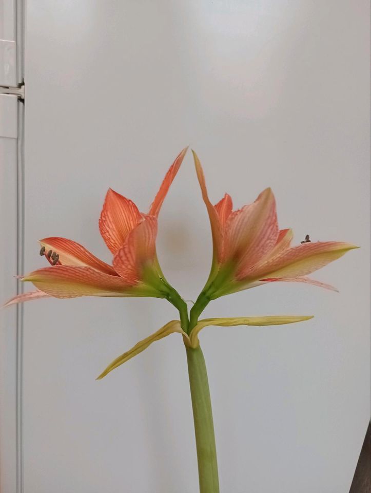 Amaryllis  orang Zwiebeln/Knolle Ø 7-9 cm in Kassel