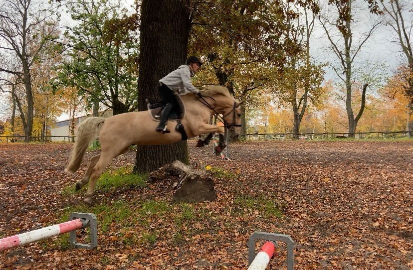 Spanier Wallach sucht Bestplatz (Allrounder) freizeitpferd in Berlin