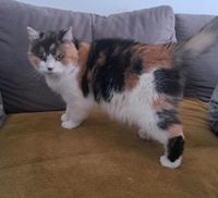 Katze vermisst Sachsen - Riesa Vorschau